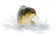 Fische 97