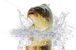 Fische 101