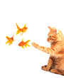 Cat playing with goldfishes