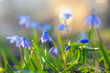 Chionodoxa Luciliae, or Glory Of The Snow
