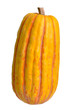Delicata Squash