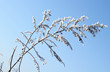 branch