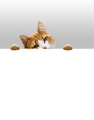 Verspielte Katze
