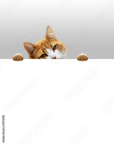 Foto: Verspielte Katze Verspielte Katze