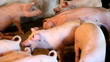 Pig Farm