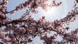 primavera