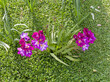 Fresie viola