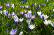 Foto: grashalm grashalm