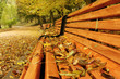 Bench in the park