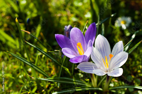 Foto: Krokus Krokus