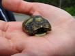 Foto: turtle3 turtle3