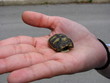 Foto: turtle2 turtle2