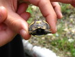 Foto: turtle1 turtle1