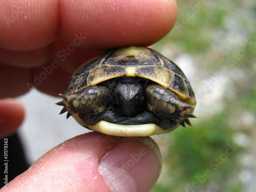 Foto: turtle4 turtle4