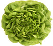 Kopfsalat