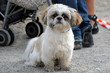 Chien bizarre