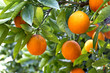 Arance di Sicilia