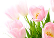 Detail of pink tulips