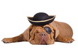 Caribbean pirate puppy wearing eye patch and black-gold hat