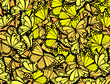 butterflies background