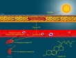 Vitamin D metabolism