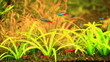 Natural Aquarium. Part 2