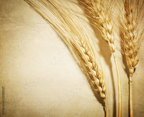 Photo: Wheat Wheat