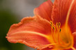 Orangene Blüte Orangene Blüte