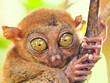 Phillipine tarsier