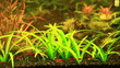 Natural Aquarium. Part 1