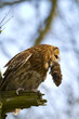 tawn owl with vole tawn owl with vole