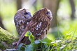 Cute tawny owls Cute tawny owls