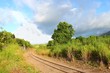 Cane train track - St Kitts