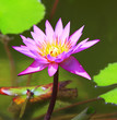 blooming lotus flower