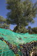 Photos : olives