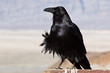 Common Raven (Corvus corax)
