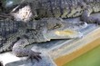 Crocodiles having a sun bath in South America Crocodiles having a sun bath in South America