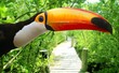Toco toucan in mangrove tropical jungle Toco toucan in mangrove tropical jungle