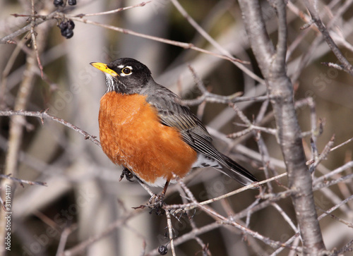 Photo: Robin Perched Robin Perched