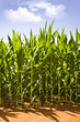 Photo: Beautiful green maize growing on the field Beautiful green maize growing on the field