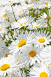 Daisies in garden