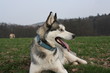 Schlittenhund Balou