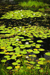 Lily pads on lake
