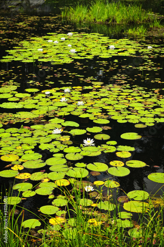Photo: Lily pads on lake Lily pads on lake