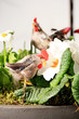 decoration for Easter