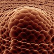 3D render cell derma macro 3D render cell derma macro