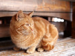 Yellow tabby cat looks aside in winter