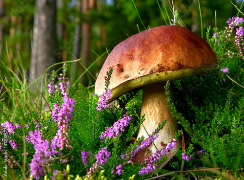 Photo: edible mushroom - cep with flowering Heather edible mushroom - cep with flowering Heather