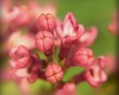 Timelapse blooming lilac