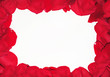 The frame of rose petals